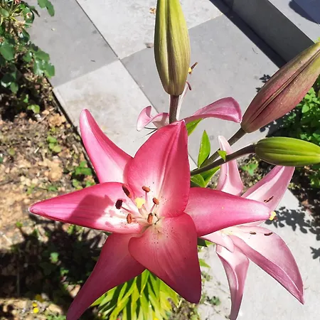 La Maison Blanche Homestay szállás *